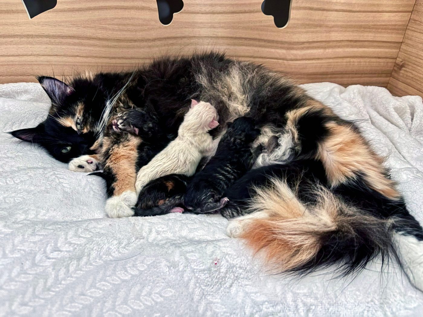Naissance : la maman et ses nouveau-nés