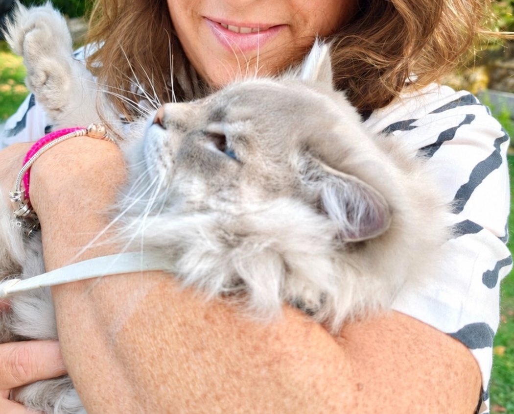 Une éleveuse portant l'un de ses chats sibériens