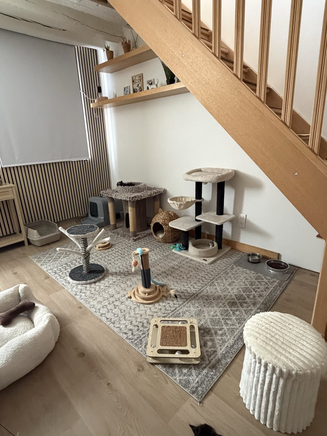 L'espace de vie des chats : arbres à chat, tapis de jeux et coin repas