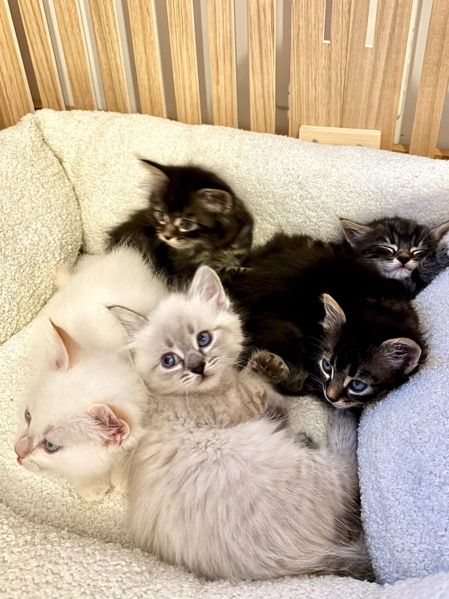 Les chatons dans leur panier