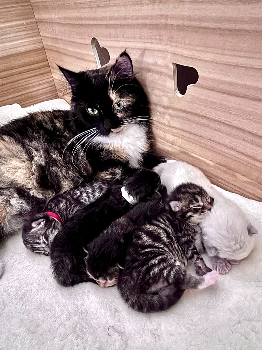 La maman et ses nouveau-nés